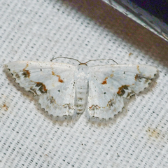 Scopula lautaria
