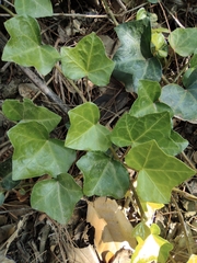 Hedera nepalensis