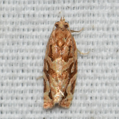 Argyrotaenia hodgesi