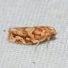 Argyrotaenia hodgesi
