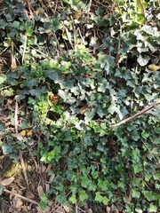 Hedera nepalensis