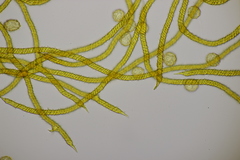 Oligonema persimile