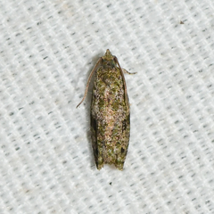 Proteoteras implicata
