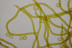 Oligonema persimile