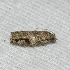 Proteoteras implicata
