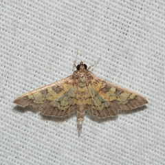 Diacme elealis