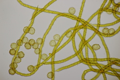Oligonema persimile
