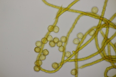 Oligonema persimile