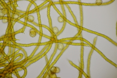 Oligonema persimile