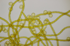 Oligonema persimile