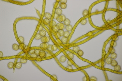 Oligonema persimile