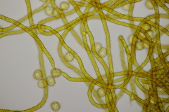 Oligonema persimile