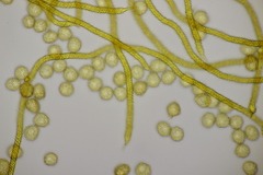 Oligonema persimile