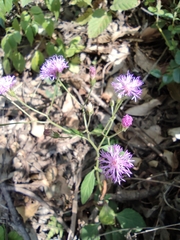 Saussurea japonica