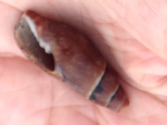 Atrimitra idae