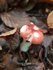 Russula nobilis