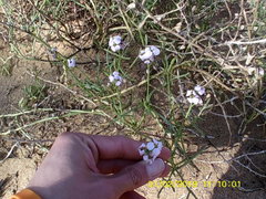 Cakile maritima euxina