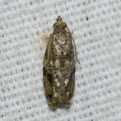 Proteoteras implicata