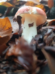 Russula nobilis