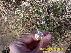 Cakile maritima euxina