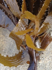 Eisenia arborea
