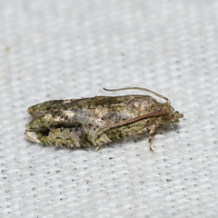 Proteoteras implicata