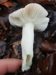 Russula nobilis