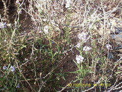 Cakile maritima euxina