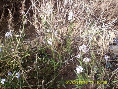 Cakile maritima euxina