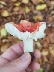 Russula nobilis