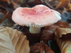 Russula nobilis