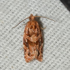 Argyrotaenia hodgesi