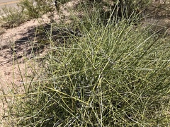 Ephedra trifurca