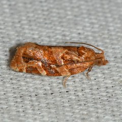 Argyrotaenia hodgesi