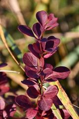 Berberis thunbergii