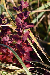 Berberis thunbergii