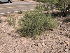 Ephedra trifurca