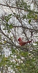 Cardinalis cardinalis