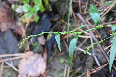 Persicaria hydropiper