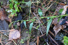 Persicaria hydropiper
