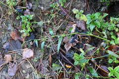 Persicaria hydropiper