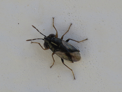 Geocoris lineolus