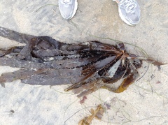 Eisenia arborea