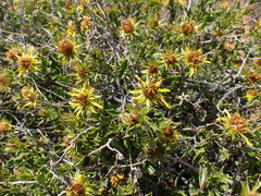 Berkheya spinosa