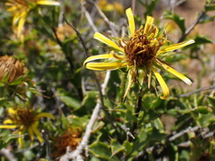 Berkheya spinosa