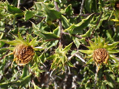Berkheya spinosa