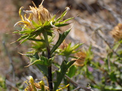 Berkheya spinosa