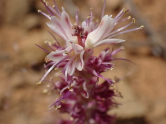 Lachenalia comptonii