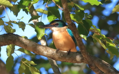 Todiramphus sanctus sanctus