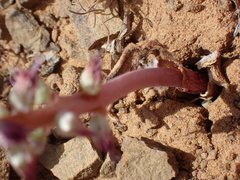 Lachenalia comptonii